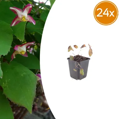 Produktbild von Epimedium rubrum | 24 Stück - 10-25cm - Ø9cm - Gartenpflanze