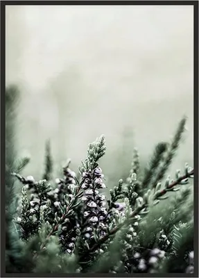 Produktbild von Bild Poster im Rahmen 53x73 cm Wiese P1773