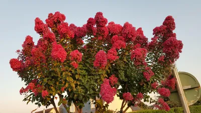 Image de Lagerstroemia indica BRAISE D'ÉTÉ® 'Indybra' / Lilas des Indes BRAISE D'ÉTÉ® 'Indybra'