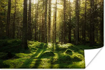 Produktbild von MuchoWow® Poster Bäume - Wald - Moos - Pflanzen - Sonne - Natur 180x120 cm - Fotoplakat