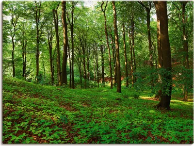 Produktbild von ARTland Leinwandbild Panorama von einem grünen Sommerwald Größe: 120x90 cm