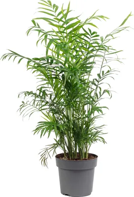 A potted houseplant with green leaves.