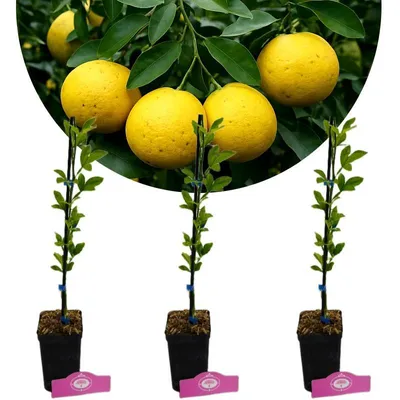 Immagine prodotto di Set di 3 Limoni Swingle - Citrus citrumelo - Difficili da coltivare - H40cm - Vaso da 9cm