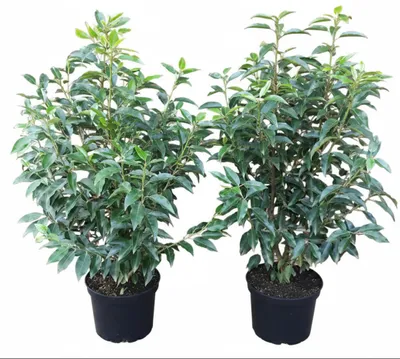 Produktbild von 10x Prunus lusitanica 'Angustifolia', Portugiesischer Kirschlorbeer 80–100 cm – immergrüne Heckenpflanzen – winterhart & schnittverträglich