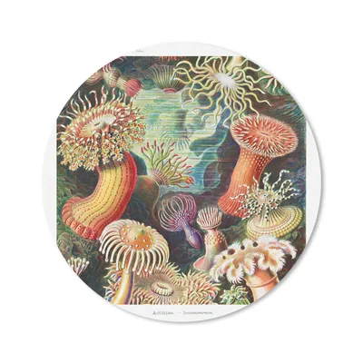Produktbild von MuchoWow® Mauspad Mousepad Ernst Haeckel - Anemone - Retro - Natur - Pflanzen - Meer 40x40 cm - Mousepads - Maus Mat - Pad - Mausunterlage - Schreibtisch Accessoires