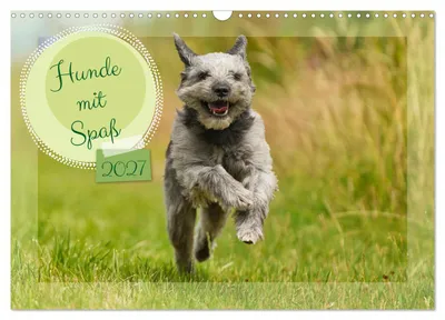 Produktbild von Hunde mit Spaß (Wandkalender 2027 DIN A3 quer), CALVENDO Monatskalender