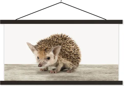 Produktbild von MuchoWow® Textilposter Igel - Tiere - Jungen - Mädchen 60x30 cm mit schwarzem Rahmen - Textilien