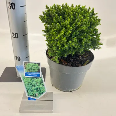 Zdjęcie produktu dla Cryptomeria j. „Compressa” – karłowata cedr japoński | 20–25 cm w doniczce