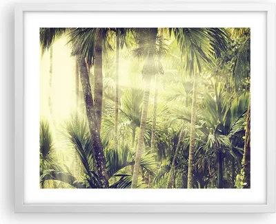 Produktbild von Gerahmtes Poster - Weißer Rahmen - Morgendämmerung Dschungel Palmen - 50x40 cm - Wand Bild - Wanddeko - Wandbilder - Kunstposter - Wandposter - Bilderrahmen - Bilder - Kunstdruck - P2WAA50x40-4450