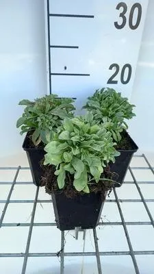 Produktbild von 6 x  Erigeron glaucus 'Sea Breeze' - Feinstrahl - Topf 9 x 9 cm