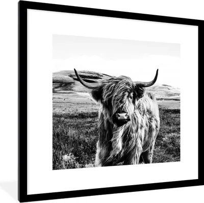 Produktbild von MuchoWow® Gerahmtes Poster Schwarz - Weiß - Schottischer Highlander - Gras 40x40 cm - Poster mit Schwarzem Bilderrahmen Wandposter Rahmen Foto Bilder - Poster - Plakat im Rahmen