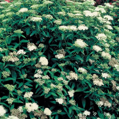 Produktbild von 2 x  Sommerspiere  - Spiraea japonica 'Albiflora'  | 20-25 cm in Container