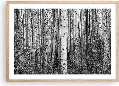 Produktbild von Gerahmtes Poster - Rahmen in heller Eiche - Birken Wald Monochrom - 70x50 cm - Wand Bild - Wanddeko - Wandbilder - Kunstposter - Wandposter - Bilderrahmen - Bilder - Kunstdruck - P2NAA70x50-4643