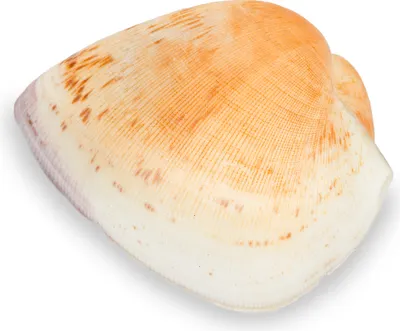 Produktbild von NaDeco Cucullaea labiata 7-9 cm, Arkmuschel weiß-beige, Deko, Naturbelassen, Für Schale, Glas und maritime Dekoration