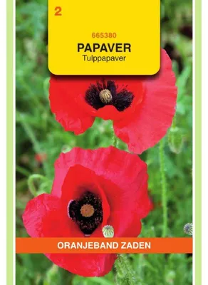 Imagen del producto de Papaver glaucum, variedad "Oranjeband" (naranja con manchas claras) - 1 paquete de semillas