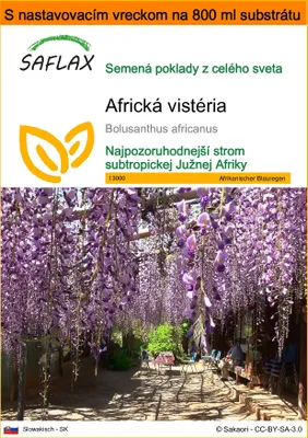 Obrázok produktu pre SAFLAX Garden in the bag - africká vistéria - Bolusanthus africanus - 15 Semená - S pestovateľským substrátom v praktickom samostaviteľnom vrecku