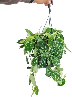 Zdjęcie produktu dla Bluszcz - Scindapsus pictus arguraeus w wiszacym koszu 15cm