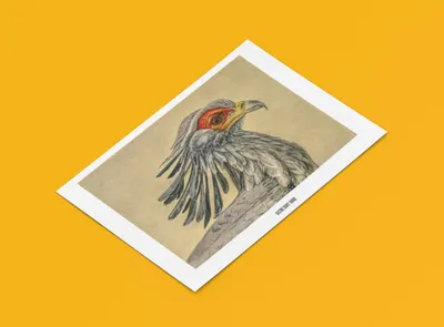 Produktbild von Vogel Sekretär Poster | Größe in cm: 70 x 50