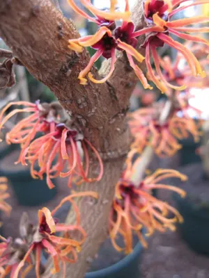 Produktbild von Hamamelis intermedia Feuerzauber - Zaubernuss Feurezauber - 60-80cm