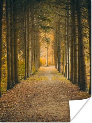 Produktbild von MuchoWow® Poster Pfad - Bäume - Wald 120x160 cm - Wandbilder