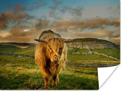 Produktbild von MuchoWow® Poster Schottischer Highlander - Gras - Berg 80x60 cm - Kunst für zu Hause