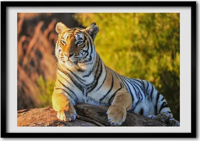 Produktbild von Bild - Bilder - Bilderrahmen - 70 cm x 50 cm - MDF-Rahmen, Wandkunst Portrait eines Tiger