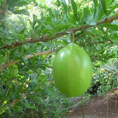 Obrázok produktu pre Kalebasovník (Crescentia cujete)  – 5 kusov