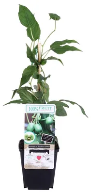 Produktbild von Mini-Kiwi Issai 70 cm - Actinidia arguta Kiwiberry selbstfruchtend