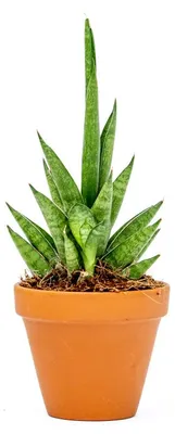 Obrázok produktu pre Gardners Sansevieria cylindrica Starshooter, priemer 7 cm
