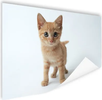 Produktbild von MuchoWow® Poster Katze - Rot - Kätzchen - Mädchen - Kinder - Jungen - Kind 120x80 cm - Bilder