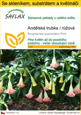Obrázek produktu pro SAFLAX Kultivační sada - Andělská trubka / růžová - Brugmansia suaveolens Pink - 10 Semena - S mini skleníkem, pěstebním substrátem a 2 květináči