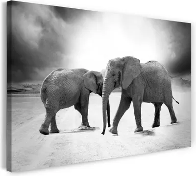 Produktbild von Leinwandbild (100x70cm): Elefanten Tier-Bilder cute süß sweet schwarz-weiß black-white Afrika, echter Holz-Keilrahmen inkl. Aufhänger, handgefertigt in Deutschland