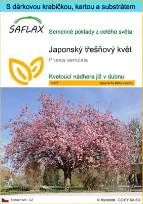 Obrázek produktu pro SAFLAX Dárková sada - Japonský třešňový květ - Prunus serrulata - 30 Semena - S dárkovou krabičkou, přepravním štítkem, dárkovou kartou a pěstebním médiem