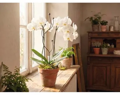 Obrázek produktu pro Opora pro orchideje FloraSelf 55 cm