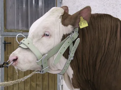 Produktbild von Kerbl Bullenhalfter aus schwerem Chromleder, doppelt, mit stabilen Beschlägen