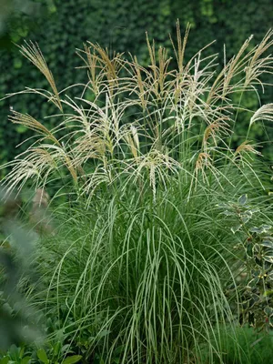 Produktbild von Chinaschilf Hermann Müssel, im 10 l Topf - Miscanthus sinensis