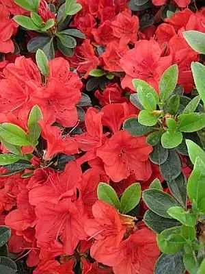Produktbild von Rhododendron obtusum Sonja - Japanische Azalee Sonja 25 - 30 cm