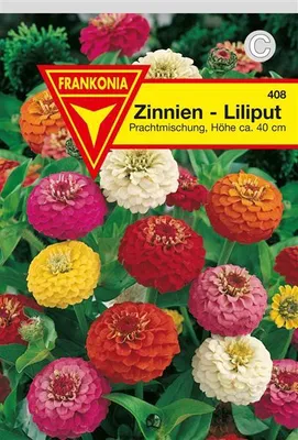 Produktbild von Zinnien Liliput Mischung