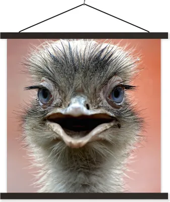 Produktbild von MuchoWow® Textilposter Nahaufnahme Strauß 60x60 cm mit schwarzem Rahmen - Posteraufhänger
