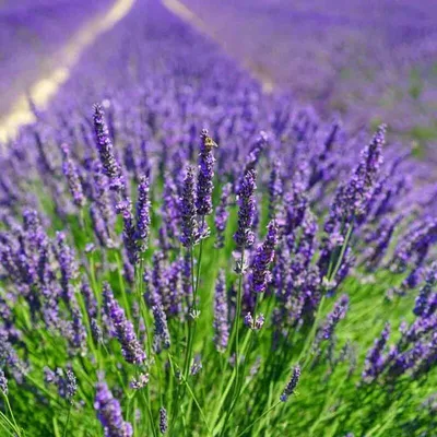 Produktbild von 50 Pflanzen Violetter Lavendel 'Essence Purple', Lavandula angustifolia, 1 L Topf