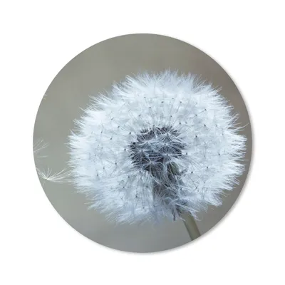Produktbild von MuchoWow® Mauspad Mousepad Löwenzahn - Blume - Pflanze 20x20 cm - Mousepads - Maus Mat - Pad - Mausunterlage - Schreibtischmatte
