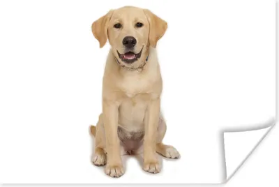 Produktbild von MuchoWow® Poster Labrador Welpe auf weißem Hintergrund 120x80 cm - Bilder