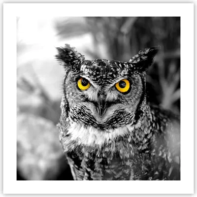 Produktbild von Poster - Poster ohne Rahmen - Eule Vogel Natur - 50x50 cm - Wand Bild - Wanddeko - Wandbilder - Kunstposter - Wandposter - Bilder - Kunstdruck - Wanddekoration - Wandbild - P2XAC50x50-1318