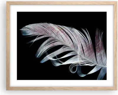 Produktbild von Gerahmtes Poster - Rahmen in heller Eiche - Feder die Farben Zartheit - 50x40 cm - Wand Bild - Wanddeko - Wandbilder - Kunstposter - Wandposter - Bilderrahmen - Bilder - Kunstdruck - P2NAA50x40-4959