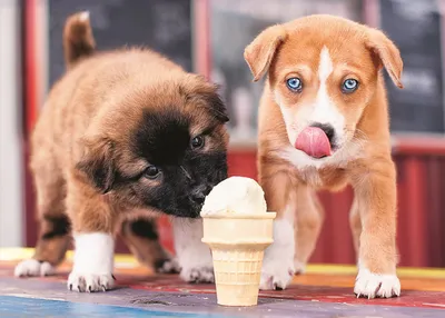 Zdjęcie produktu dla Trefl Pora na lody, 500 szt., 10 lat(a)
