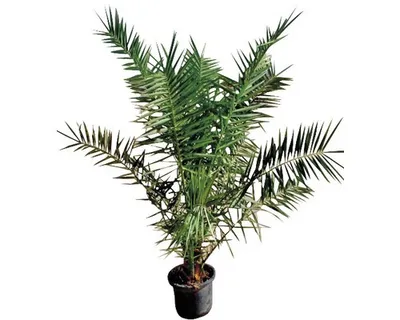 Obrázek produktu pro Datlovník kanárský FloraSelf Phoenix canariensis výška 120-140 cm květináč 12 l