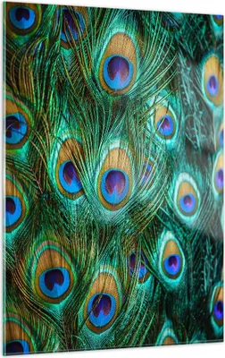 Produktbild von Bilder auf glas - Einteilig - Pfauen Feder Makro - 50x70cm - Glasbilder - Wandbilder - Bilder - zum Aufhängen bereit - Wanddekoration aus Glas - Glas Bilder - Wandbild auf Glas - GPA50x70-4159