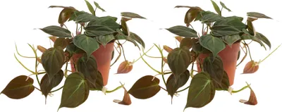 Image de Bloomique - Lot de 2 - Philodendron Scandens Micans - Plante suspendue - Convient également comme plante grimpante - Plante d'intérieur - Purificateur d'air - Facile d'entretien - Hauteur 15-20 cm - 12 cm