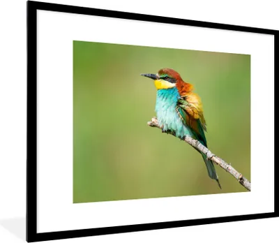 Produktbild von MuchoWow® Gerahmtes Poster Vogel - Tiere - Bienenfresser 80x60 cm - Poster mit Schwarzem Bilderrahmen Wandposter Rahmen Foto Bilder - Schlafzimmer-Dekorationen - Fotoposter