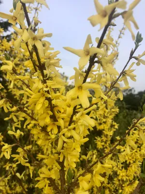 Produktbild von Forsythia Intermedia 'Minigold - Goldglšckchen 50-60 cm Container